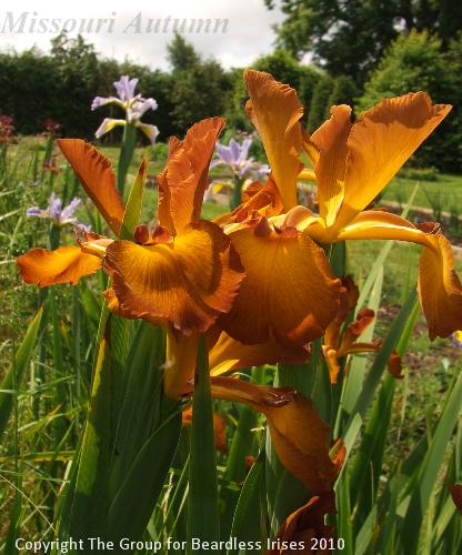 spuria Missouri Autumn  (0)